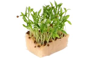 Ghoa cress single